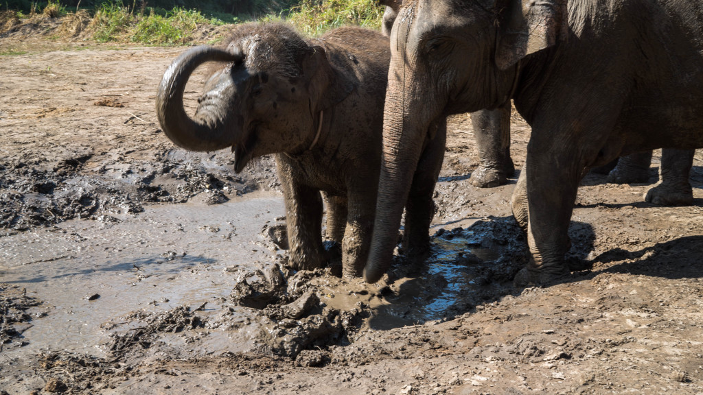 Elephant Nature Park, Chiang Mai, Thailand