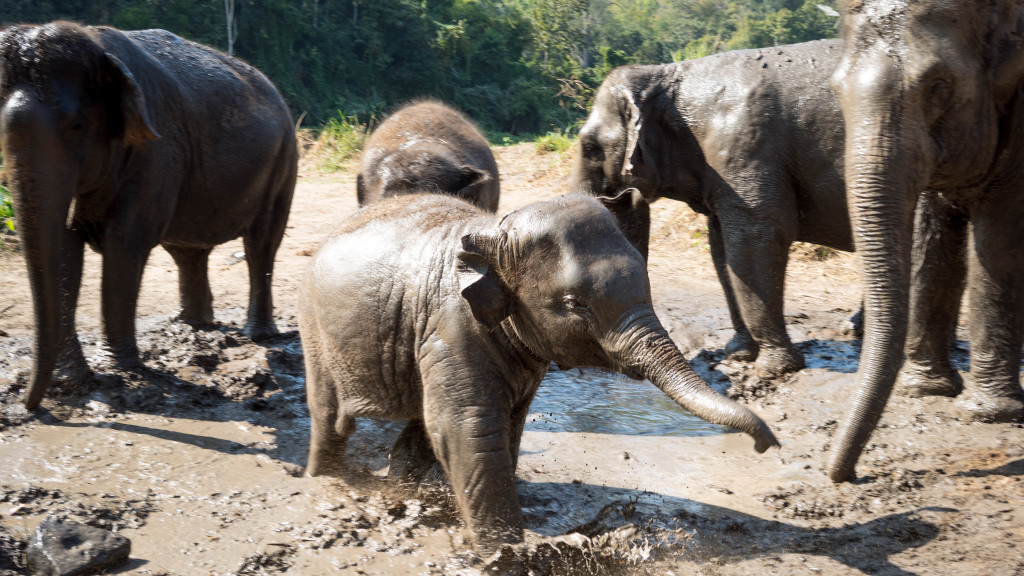 elephants in thailand Elephant Nature Park, Chiang Mai, Thailand