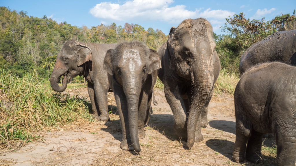 Elephant Nature Park, Chiang Mai, Thailand