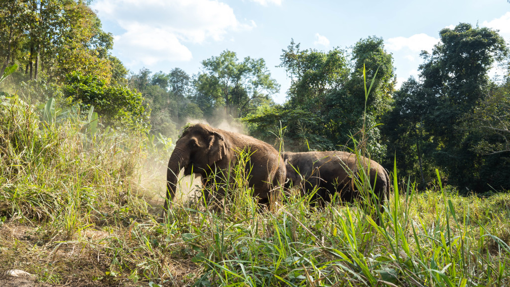 Elephant Nature Park, Chiang Mai, Thailand