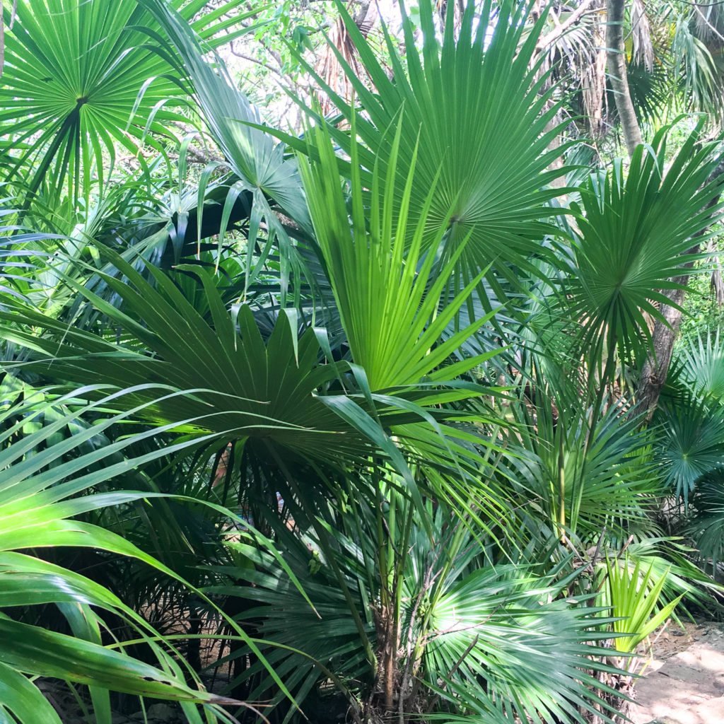 Fronds Tulum