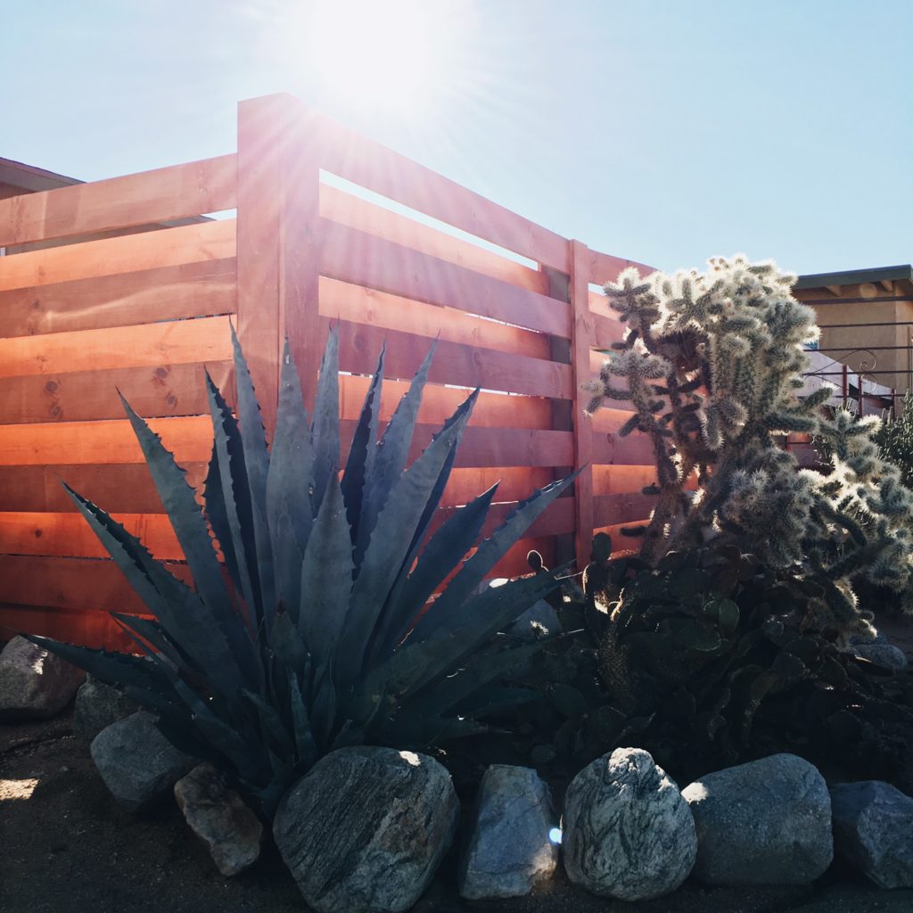 A succulent lover's dream - Joshua Tree National Park | The Luxi Look