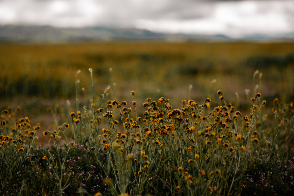 Carizzo Flower Fields Superbloom by The Luxi Look