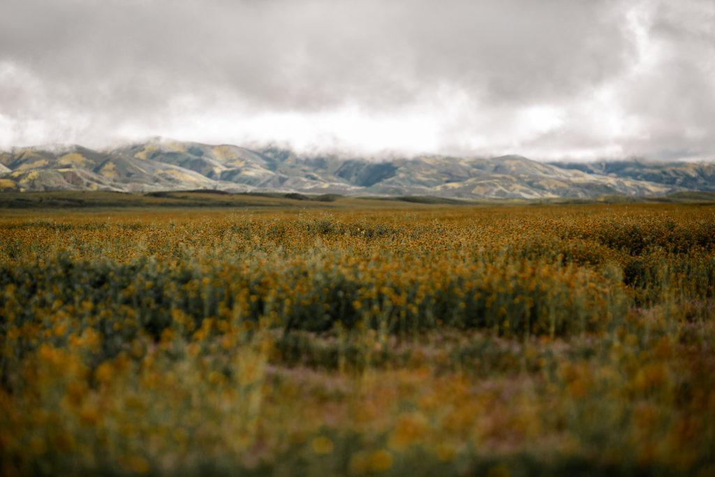 Carrizzo Plains Superbloom | by The Luxi Look