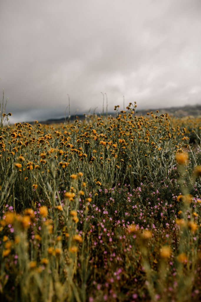 Carizzo Flower Fields Superbloom by The Luxi Look