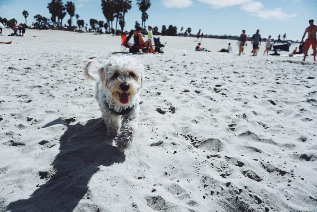 dog in the beach for 72 Hours in San diego