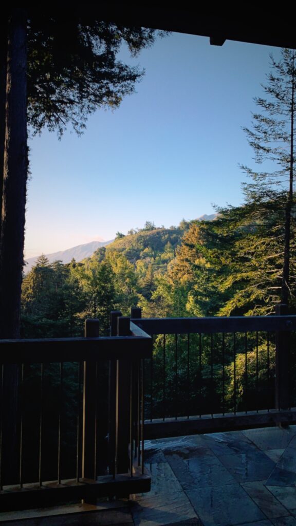 Forest view for Big Sur Travel Guide 